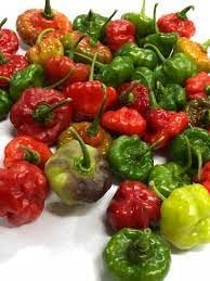 Sweet bell pepper Capsicum annuum seeds for planting in vegetable garden